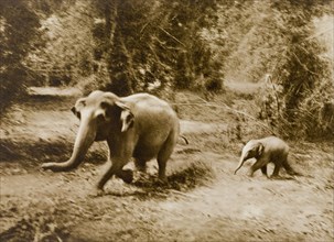 A dash for liberty'. A female elephant and her young calf attempt to break loose from a hunting