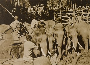 Koomkees' at work. Koomkees' (tame elephants) and their mahouts (elephant handlers) attempt to