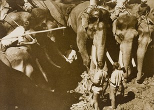 Restraining a single 'tusker'. Koomkees' (tame elephants) and their mahouts (elephant handlers)