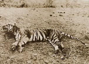 Tiger shot by Lady Eileen Elliot. The carcass of a tiger, shot by Lady Eileen Elliot on a hunt in