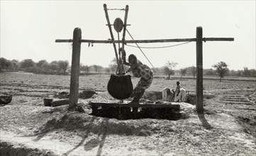 Cattle drawing water, India. An Indian woman steadies a leather bag full of water as it is hoisted