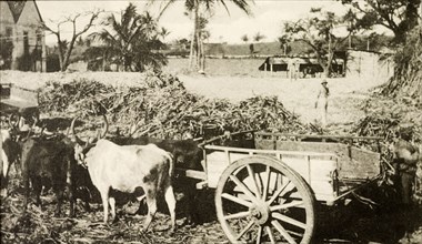 Jamiacan sugar cane cart. Two long horned cattle are yoked together to an empty cart, ready to be