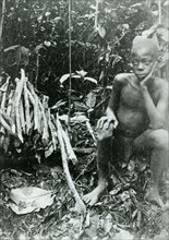 Boy collecting rubber. A young slave collects rubber vines for the Anglo-Belgian India Rubber