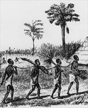 Slaves collecting brushwood. Four male slaves collect brushwood chained together by the neck.