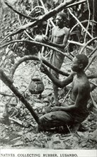 Congolese slaves tapping latex. Two male slaves tap rubber trees for latex on a colonial plantation