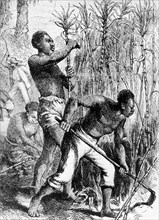 Sugar cane slaves. Slaves hard at work on a plantation, harvesting sugar cane and tending the land.