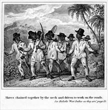 Caribbean slave gang. Several slaves are chained together by the neck in pairs and 'driven to work