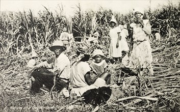 Sugar cane workers, St Kitts. Families of workers harvest sugar cane on a plantation in the British