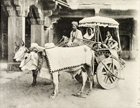 A cattle-drawn ekka. Two cattle are tethered to a covered ekka (small carriage) containing