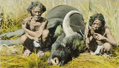 Indian bison beaters. Two elderly Indian men crouch beside the carcass of a recently killed gaur