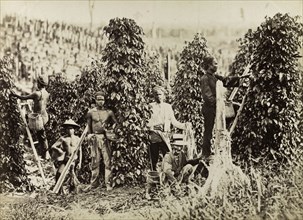 South east Asian pepper pickers. A group of male workers harvest pepper spikes from vines growing