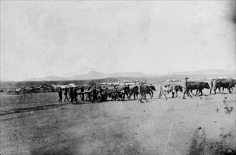 Boer War artillery. British Army officers use cattle to move a large piece of artillery through a