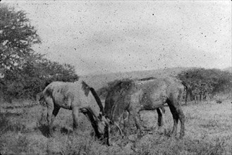Three horses grazing, South Africa. Three horses graze in a paddock. This photograph was taken
