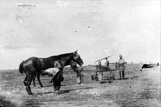 A portable forge during the Second Boer War. A horse belonging to the 64th Battery Royal Field