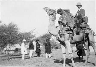 Mr Haywood rides a camel. A European man identified as Mr Haywood sits on a camel behind a
