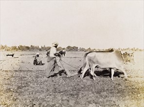 Tilling the land at Sukkur. A farm labourer tills the land, guiding a cattle-drawn plough through