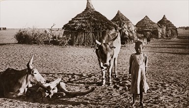Child with cows at Duem, Sudan. A young Sudanese child stands beside two horned cows outside a row