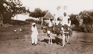 Riding ostriches at Wad Madani. Four Sudanese men and boys ride ostriches at Wad Madani, guided