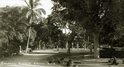 Promenade in the Zoological Gardens of Karachi. A promenade lined with trees in the Zoological