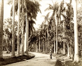 Cabbage Palm Walk, Ceylon. The Cabbage Palm Walk at Peradeniya Botanic Gardens. Kandy, Ceylon (Sri