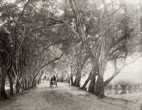 A rural road near Kandy. A small horse-drawn cart makes its way along an avenue of flame trees and