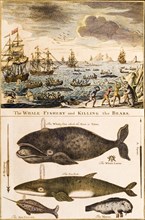Whaling and bear hunting in Alaska. An illustration published in England depicts scenes of whale