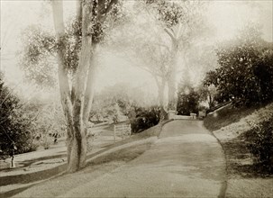 A path in the grounds of Government House, Perth. A wide path winds between trees and orderly