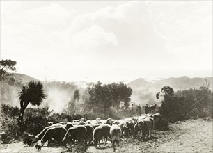 Grazing sheep on the coastal hills. A flock of sheep graze on whatever foliage is available in the