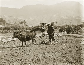 A Chinese farmer harrows a field. A Chinese farmer uses a harrow, dragged by a cow, to cultivate