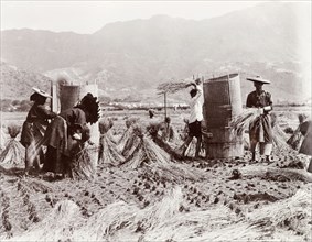 Harvesting rice by hand. Farm workers harvest a rice crop by hand, gathering the cut grass into