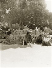 Thrashing sheaves of rice by hand. A Chinese women, wearing a wide-brimmed straw hat, thrashes