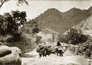 Transporting supplies at Nankou Pass, China. A trail of heavily laden donkeys transport sacks of