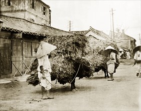 Bulls laden with pine branches. Two harnessed bulls stand in the street, laden with huge bundles of
