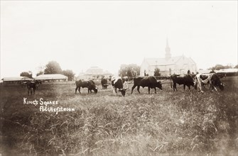 King's Square in Potchefstroom. View of King's Square in Potchefstroom. Cattle graze in a grassy