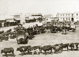 Teams of oxen at a resting place. Teams of oxen pulling wagons are stationed in a resting place on