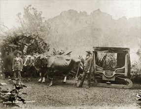Bullock sledge in Madeira. Two European men stand beside two yoked bullocks harnessed to a sledge.
