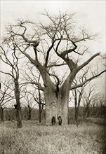 A Baobab tree. Two men are dwarfed by a Baobab tree (Adansonia digitata), located near the Zambezi