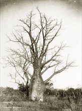 A Baobab tree. A tall Baobab tree (Adansonia digitata) with a swollen trunk, located near the