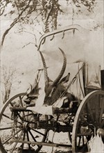 Hunting trophy loaded on wagon. The head of a Waterbuck (Kobus ellipsiprymnus), shot during a