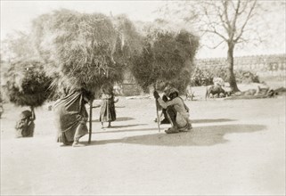 Carrying bundles of hay, India. Several farm labourers carry large bundles of hay above their heads