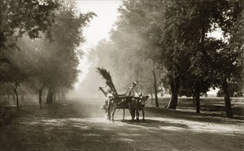 On the Grand Trunk Road'. Two cattle, harnessed to a laden cart, travel along a tree-lined section
