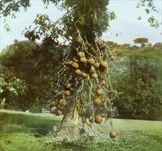 A Cannon-ball tree. A Cannon-ball tree (Couroupita guianensis), covered in spherical woody fruits,