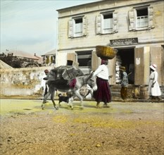 On the way to market', Antigua. A woman and donkey travel to market laden with goods, past an