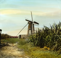 Windmill on a sugar plantation. A windmill punctuates the skyline at a sugar plantation. Barbados,