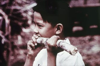A boy chews a sugar cane. A young boy chews on a stick of sugar cane (Saccharum). Jamaica, circa