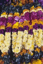 Garlands at an Indian flower market. Colourful flowers are strung into patterned garlands at a