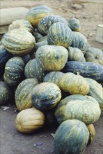 Squash. A pile of green squashes, heaped on the ground at a fruit and vegetable market in Goa. Goa,