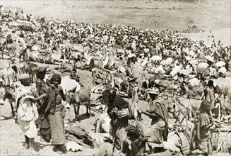 Camel market in Eritrea. A throng of people crowd a camel market in Eritrea. Eritrea, 1943.