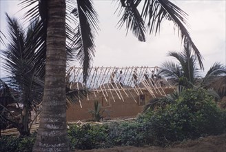 Roofing a 'swish hut'. Construction workers use lengths of bamboo to build the pitched roof of a