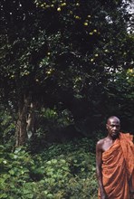 Posing beside an orange tree. A Ghanaian man wearing colourful robes poses for the camera beside an